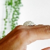 Beautiful Litchi adjustable sterling silver ring Litchi 95,00&nbsp;€